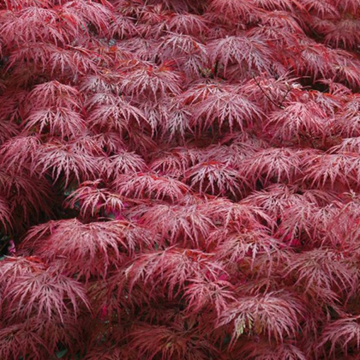 ACER PALMATUM DISSECTUM INABASHIDARE (ARȚAR JAPONEZ) 60 - 70 cm [2]