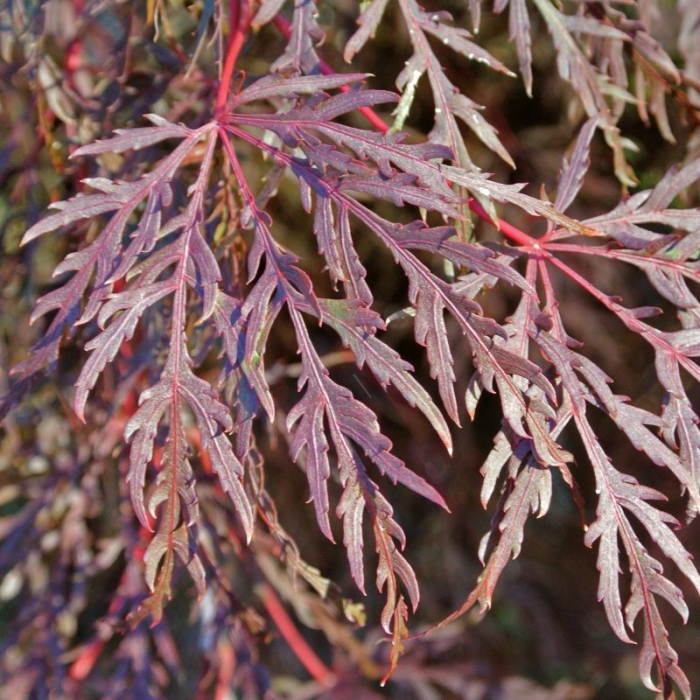 ACER PALMATUM DISSECTUM INABASHIDARE (ARȚAR JAPONEZ) 60 - 70 cm [3]