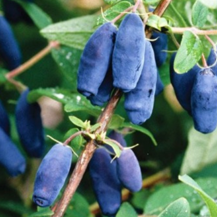 Lonicera caerulea - Afin Siberian [2]
