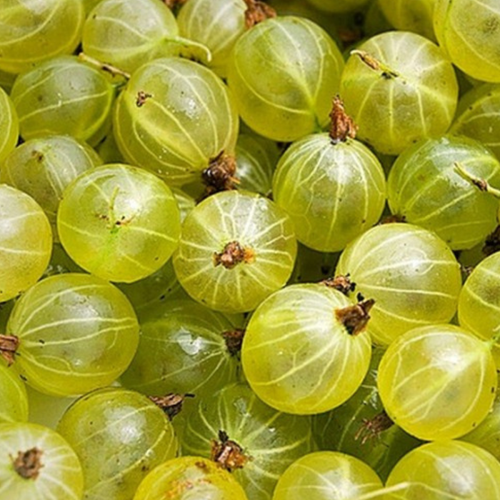 AGRIS ALB - Ribes uva-crispa Invicta [2]