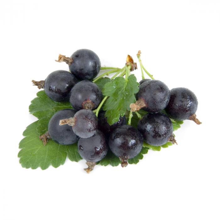 AGRIS NEGRU [2]
