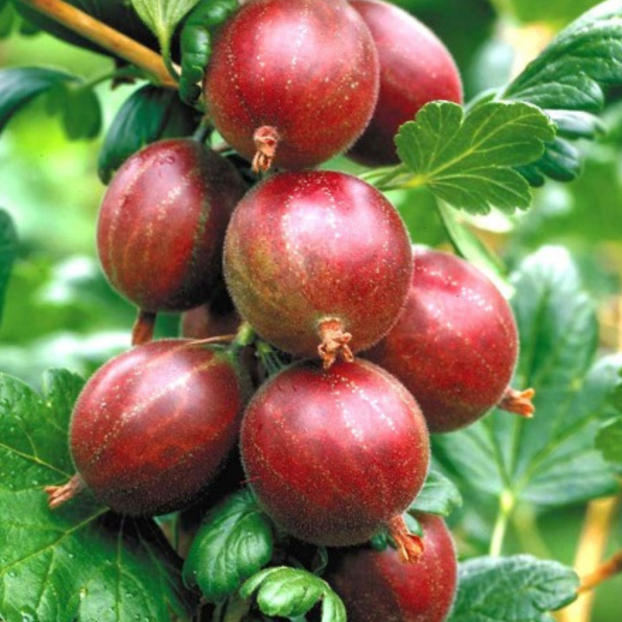 AGRIS ROZ [2]