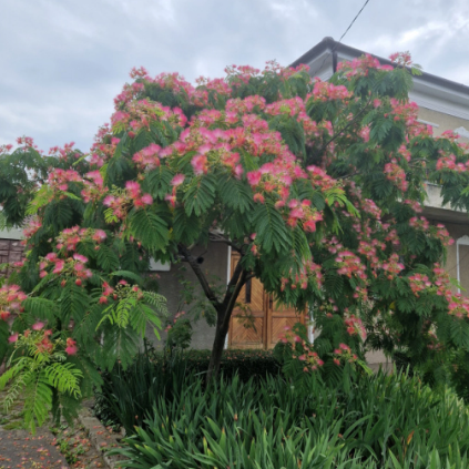 Arbore de Mătase (Albizia julibrissin) [2]