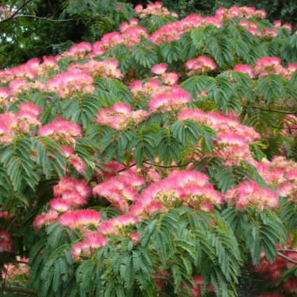 Arbore de Mătase (Albizia julibrissin) [3]