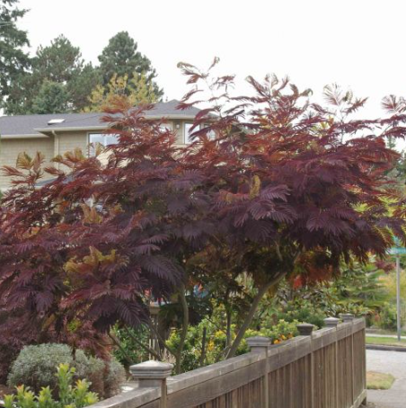 Arbore de Mătase ‘Summer Chocolate’ (Albizia julibrissin) – 50 cm [2]
