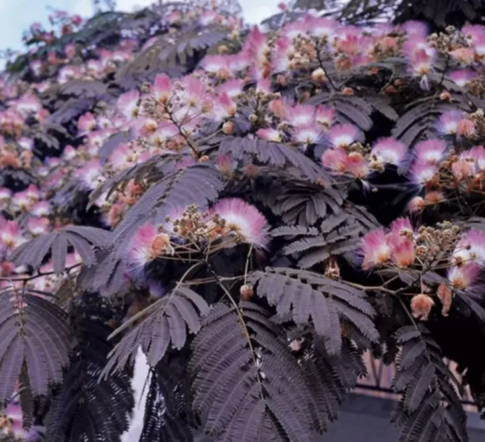 Arbore de Mătase ‘Summer Chocolate’ (Albizia julibrissin) – 50 cm [3]