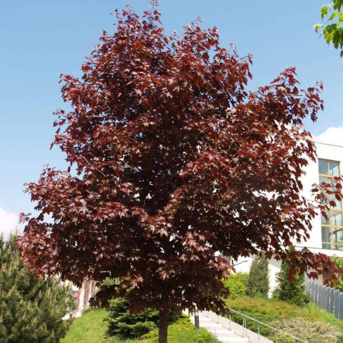 Arțar Japonez Acer Platanoides Crimson King 180-200 cm [2]