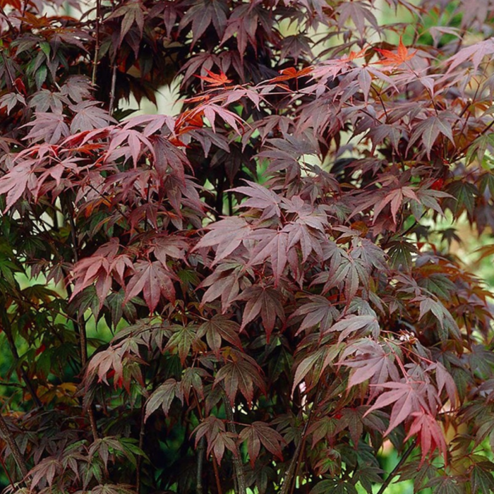 ARTAR JAPONEZ - ARBUST ACER PALMATUM (ATROPURPUREUM) [2]