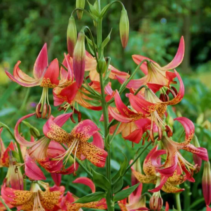 Bulbi Crini Longiflorum - Fusion (20/22) [3]