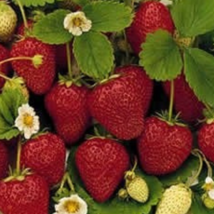 20buc. Pachet Stoloni Capsuni Honeoye [4]