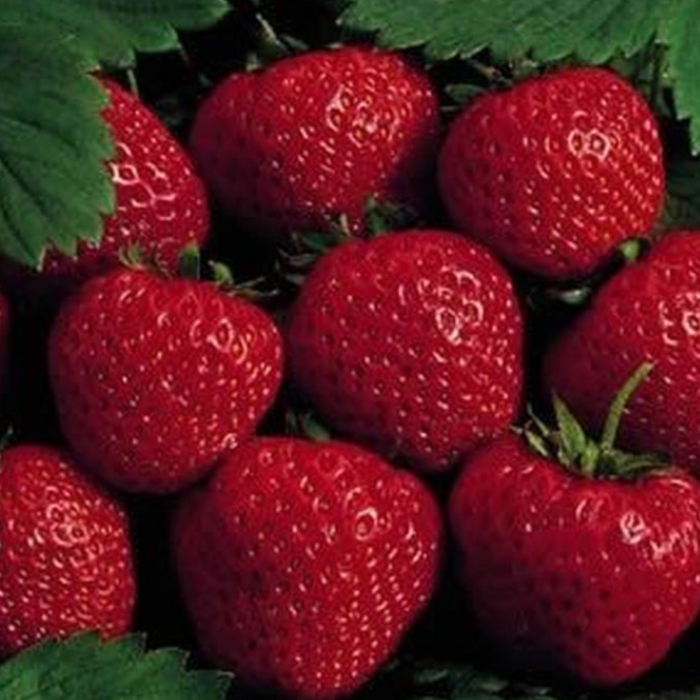 50buc. Pachet Stoloni Capsuni Honeoye [5]