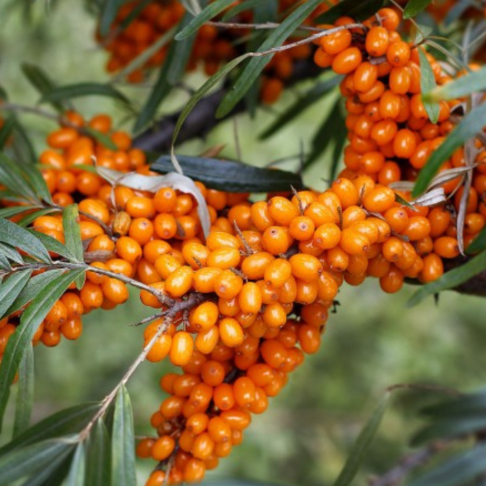 CATINA - Hippophae rhamnoides [3]