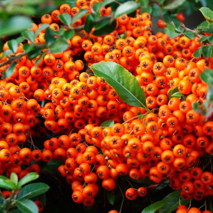 CATINA - Hippophae rhamnoides [2]