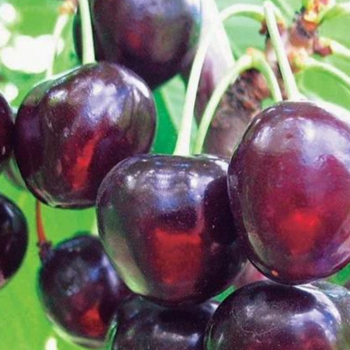 CIRES NEGRU DE BISTRIȚA - prunus avium [2]