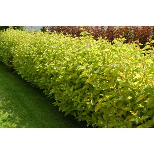 Cornus alba ‘Aurea’ - Corn roșu ‘Aurea’ [1]