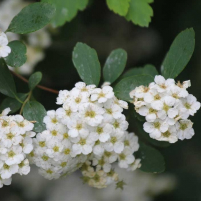 CUNUNITA ALBA - Spiraea vanhouttei sau Floarea Miresei [2]