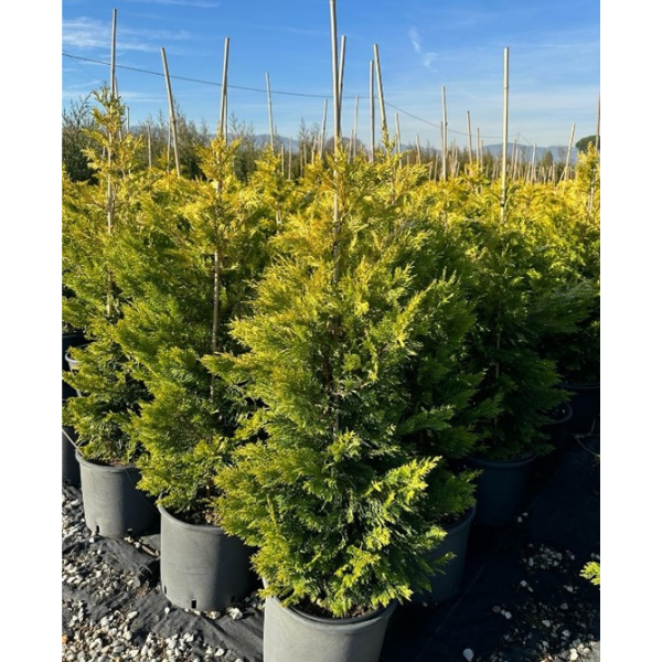 Cupressocyparis Leylandii Castlewelland Gold [2]