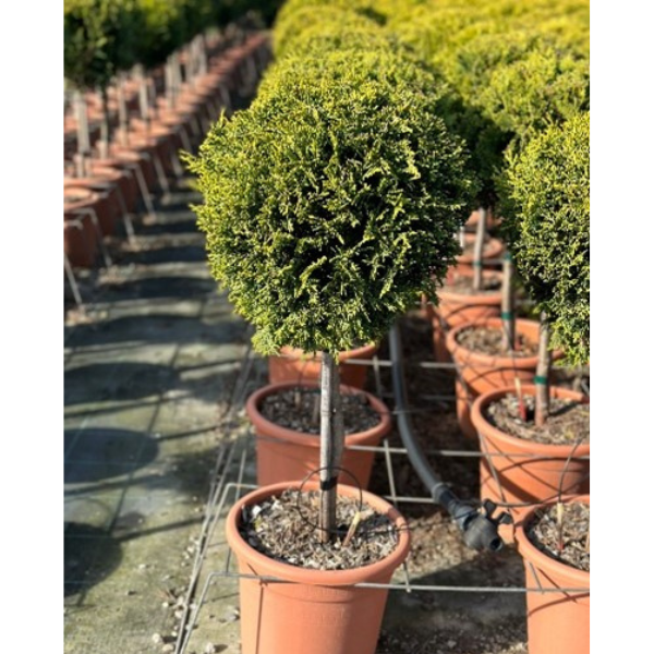 Cupressocyparis Leylandii Catslewelland Gold (1 bila) [2]
