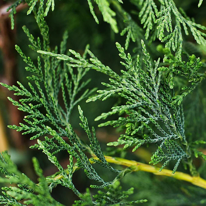 Chiparos Cupressocyparis Leylandii (gard viu veșnic verde) [6]