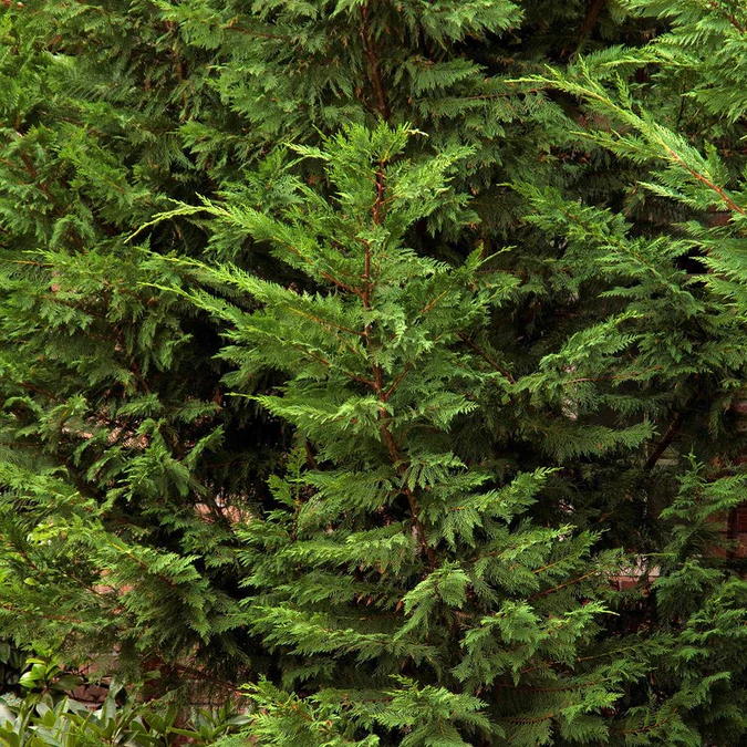 Chiparos Cupressocyparis Leylandii (gard viu veșnic verde) [8]