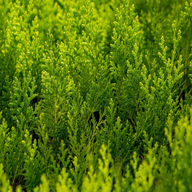 Chiparos Cupressocyparis Leylandii (gard viu veșnic verde) [4]