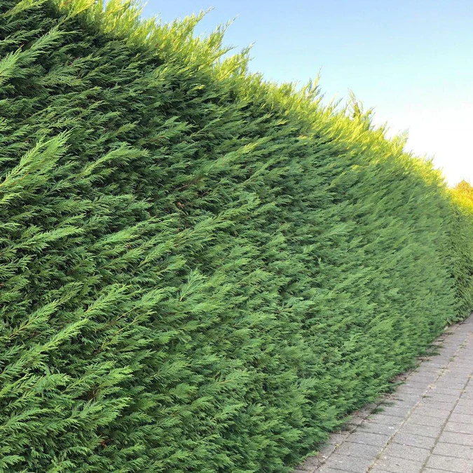 Chiparos Cupressocyparis Leylandii (gard viu veșnic verde) [7]