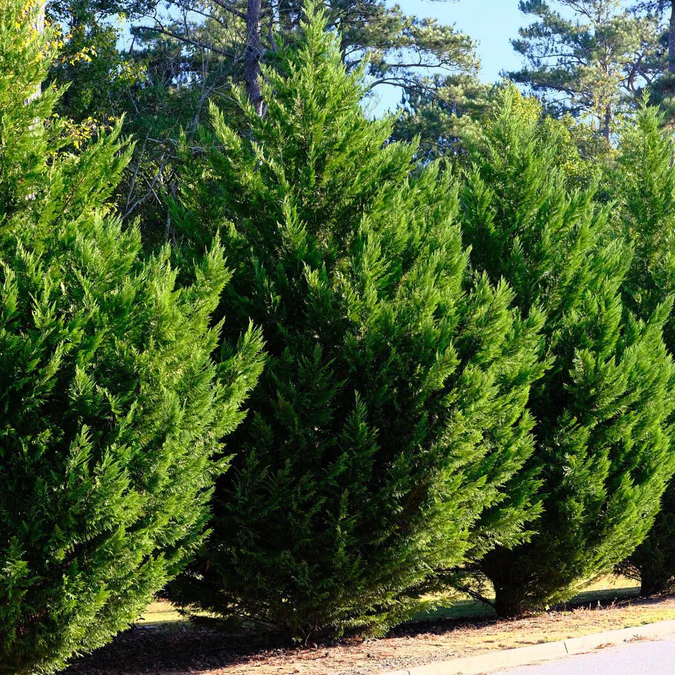 Chiparos Cupressocyparis Leylandii (gard viu veșnic verde) [5]