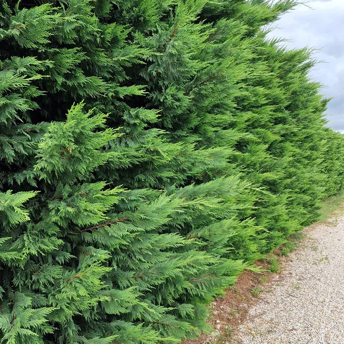 Chiparos Cupressocyparis Leylandii (gard viu veșnic verde) [9]