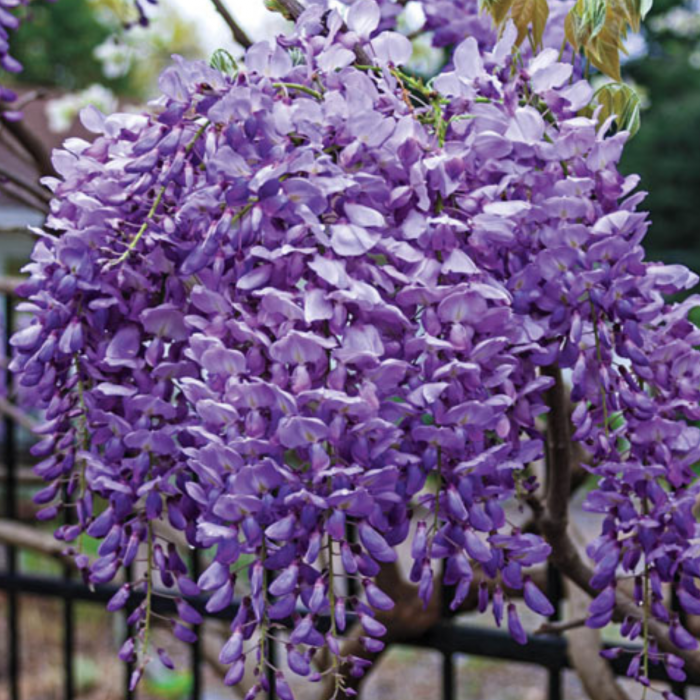 10 buc. Pachet Glicină Mov (Wisteria sinensis) - Plantă Urcătoare - la Ghiveci - Copie [2]