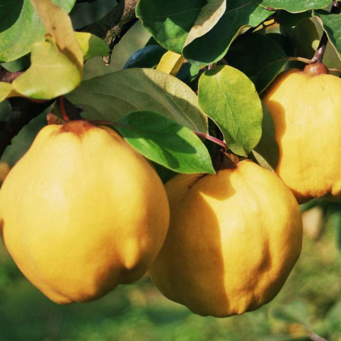 GUTUI AROMATE - Cydonia Oblonga Aromate [2]