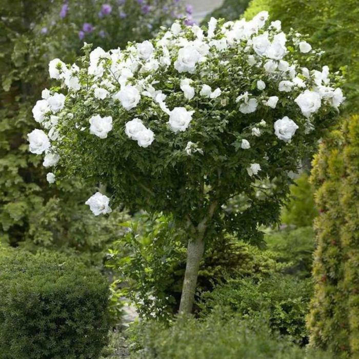 HIBISCUS ALB – Syriacus  [2]