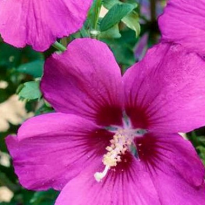 HIBISCUS MOV [3]
