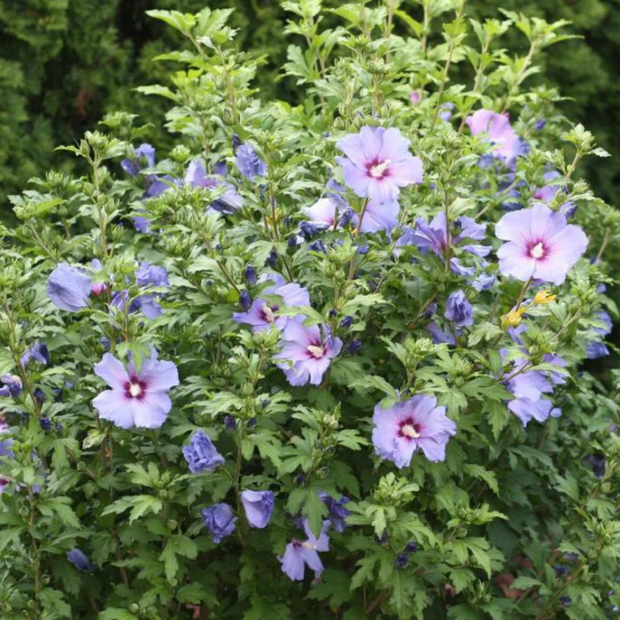 HIBISCUS MOV [2]
