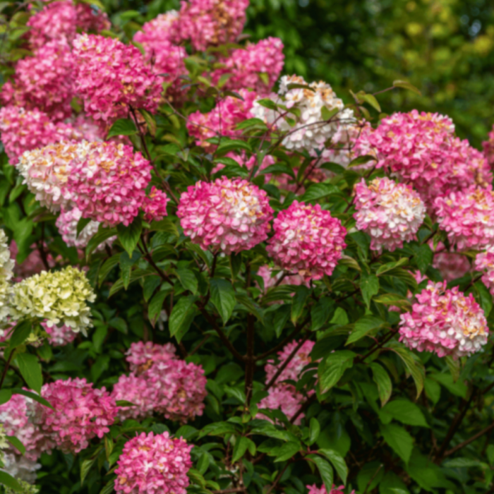 HORTENSIA VANILLE FRAISE [3]