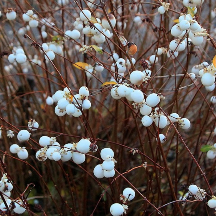 HURMUZ ALB - SYMPHORICARPOS ALBUS [3]