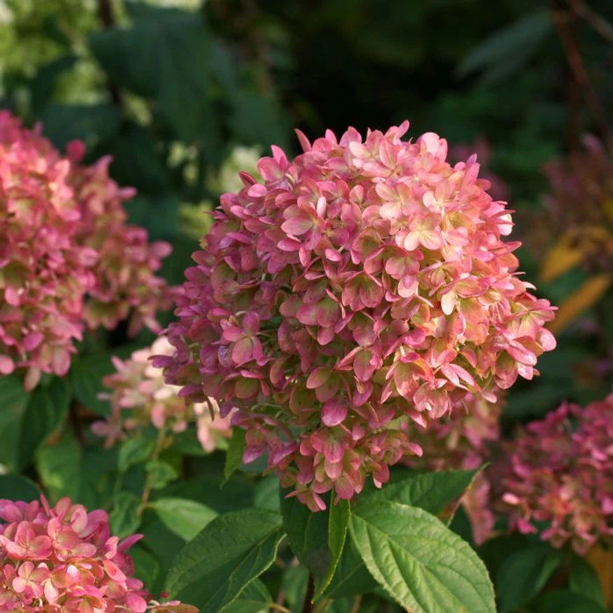 Hydrangea paniculata ‘Petite Cherry’ - Hortensia paniculată ‘Petite Cherry’ [2]