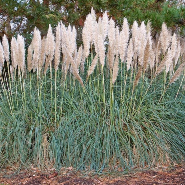 IARBA DE PAMPAS [2]