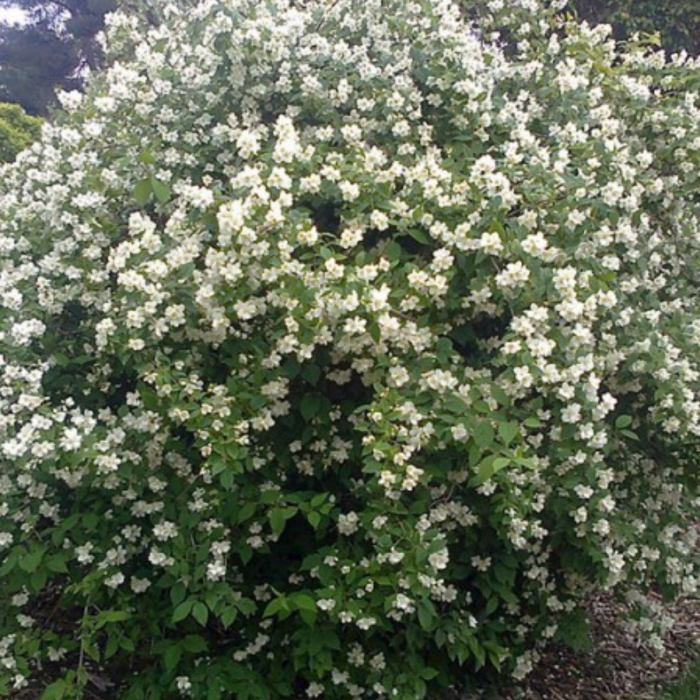 IASOMIE – denumita si „regina florilor” [2]