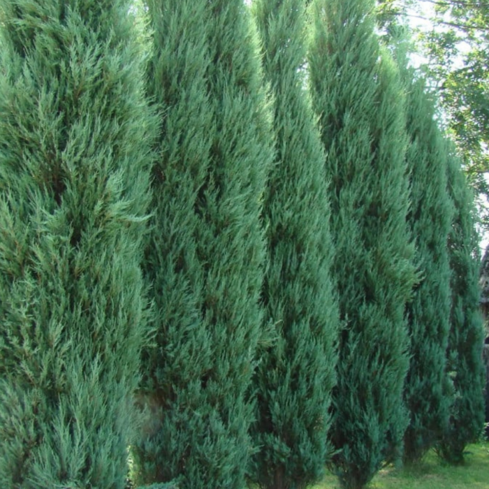 IENUPAR CHINENSIS STRICTA [2]