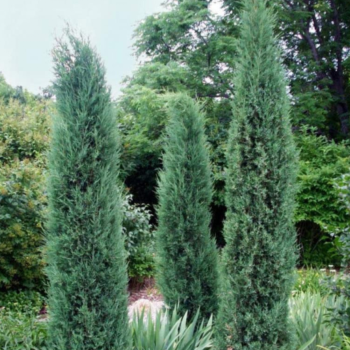 IENUPAR CHINENSIS STRICTA [3]