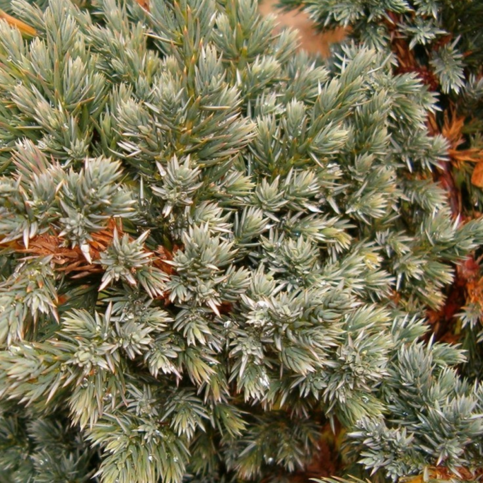 IENUPAR SQUAMATA MEYERI [2]