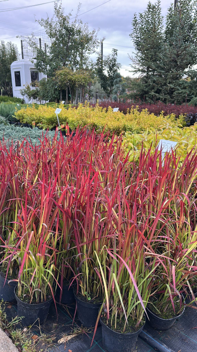 Imperata cylindrica 'Red Baron' – Iarbă japoneză roșie [1]