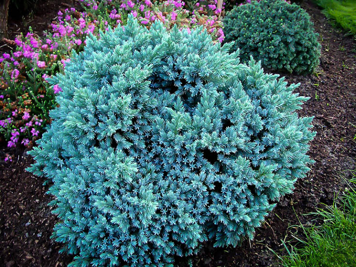Juniperus squamata ‘Blue Star’ - Ienupar pitic ‘Blue Star’ [2]