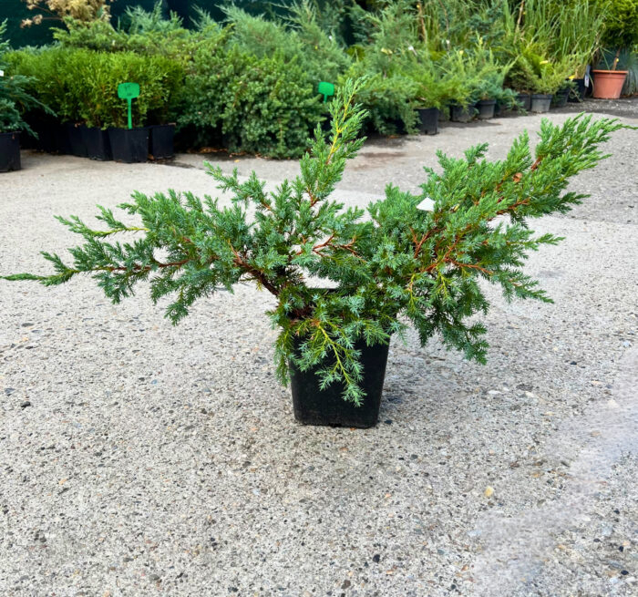 Juniperus squamata ‘Blue Swede’ - Ienupar pitic ‘Blue Swede’ 5L [1]