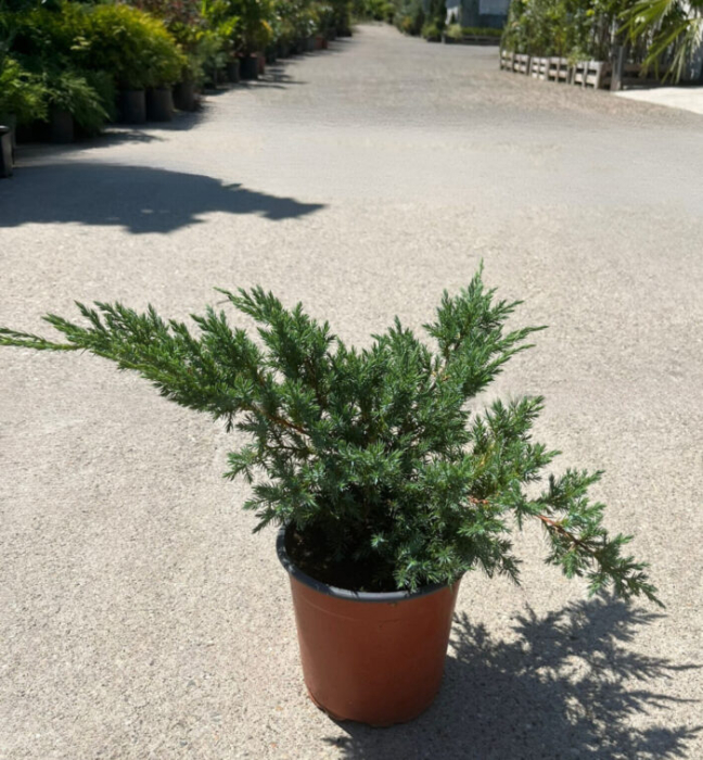 Juniperus squamata ‘Holger’ - Ienupar pitic ‘Holger’ [2]