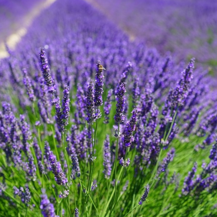 50 buc. Pachet Lavandă Mov Angustifolia - Butași 20-30 cm (Rădăcină Liberă) [2]