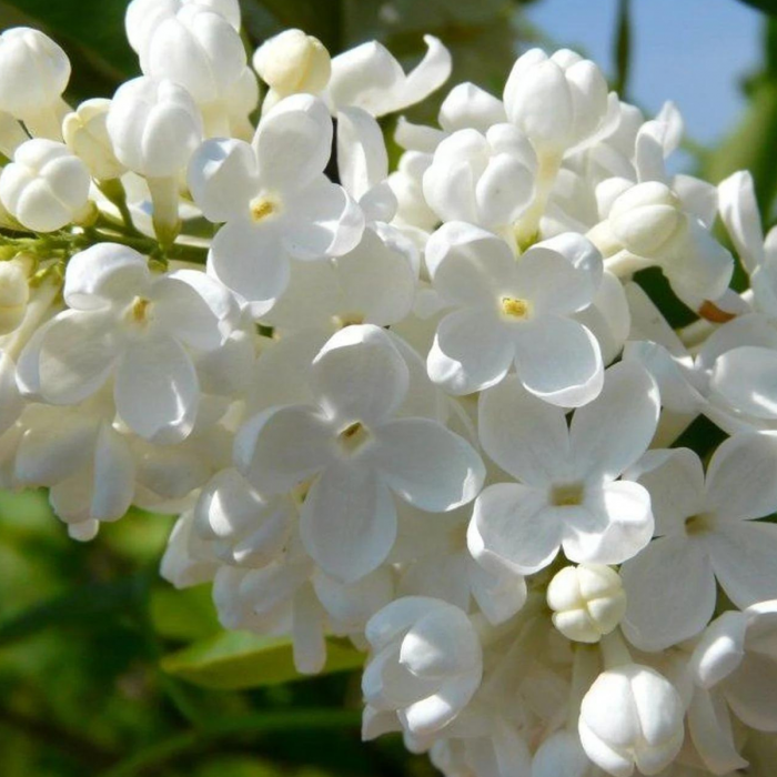 LILIAC ALB [3]