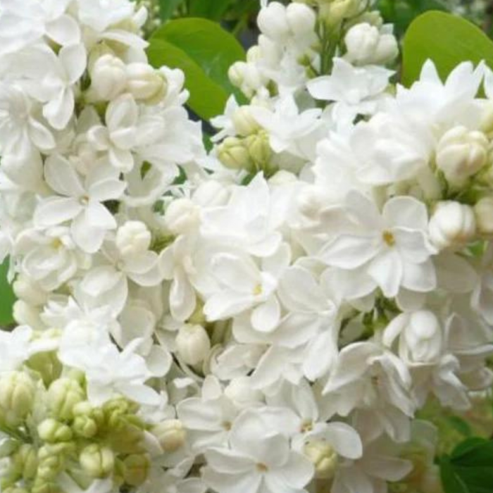 LILIAC ALB [2]