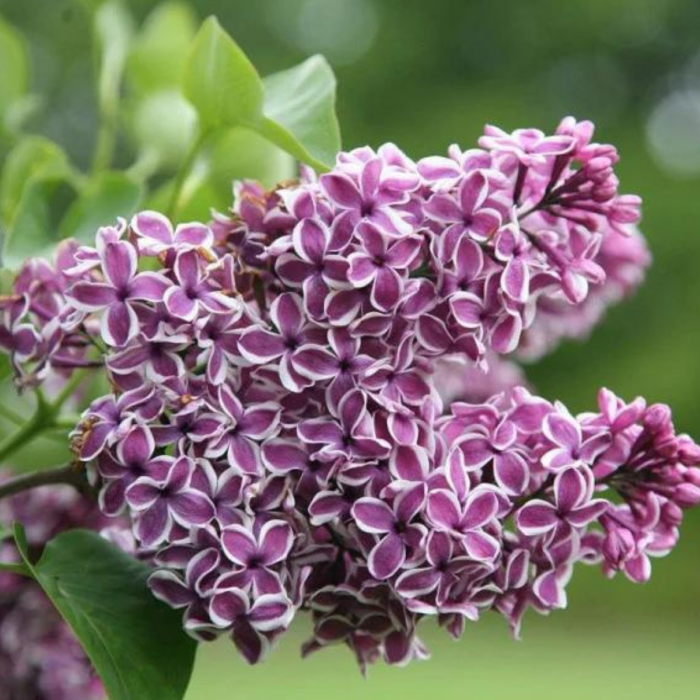 LILIAC MOV CU ALB  SENSATIA [2]