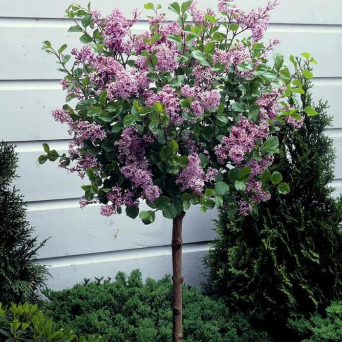 LILIAC MOV DESCHIS [2]